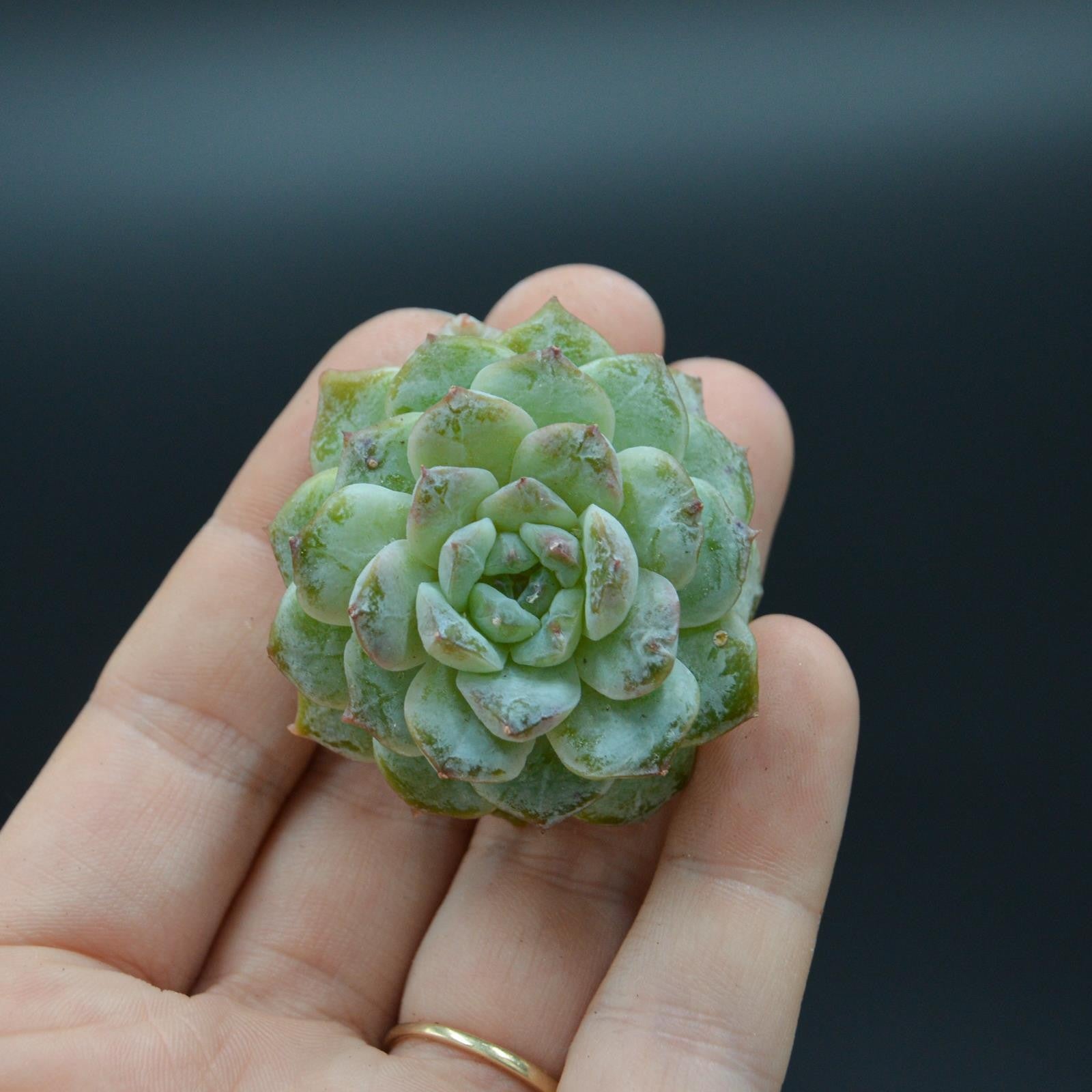 pasiora-echeveria-snow-colour-steckling-sukkulenten-cutting image 1