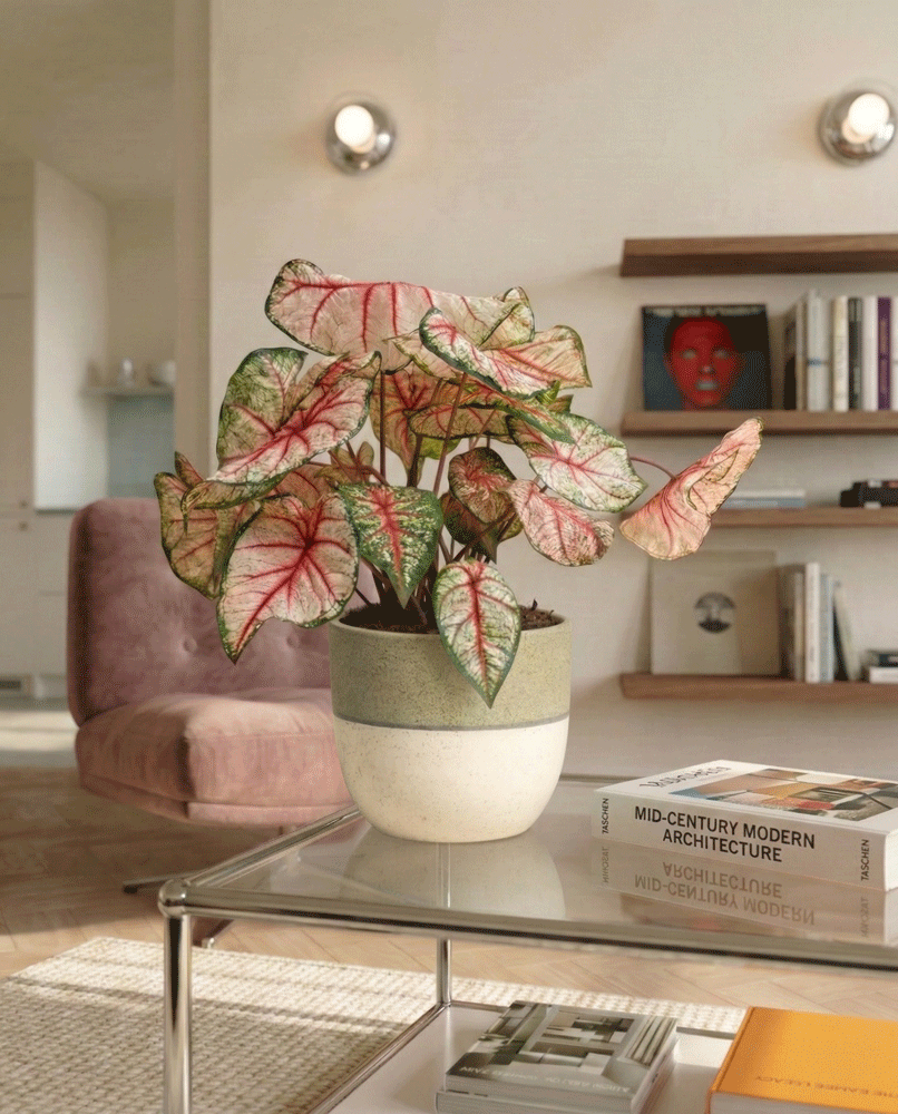 feey-caladium-rhapsody-buntblatt-zimmerpflanze image 8