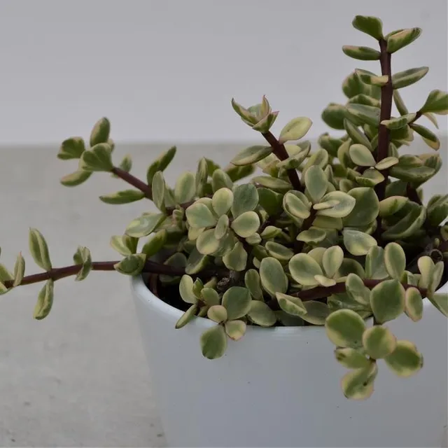 pasiora-portulacaria-afra-variegata-10-5-cm-topf image 1