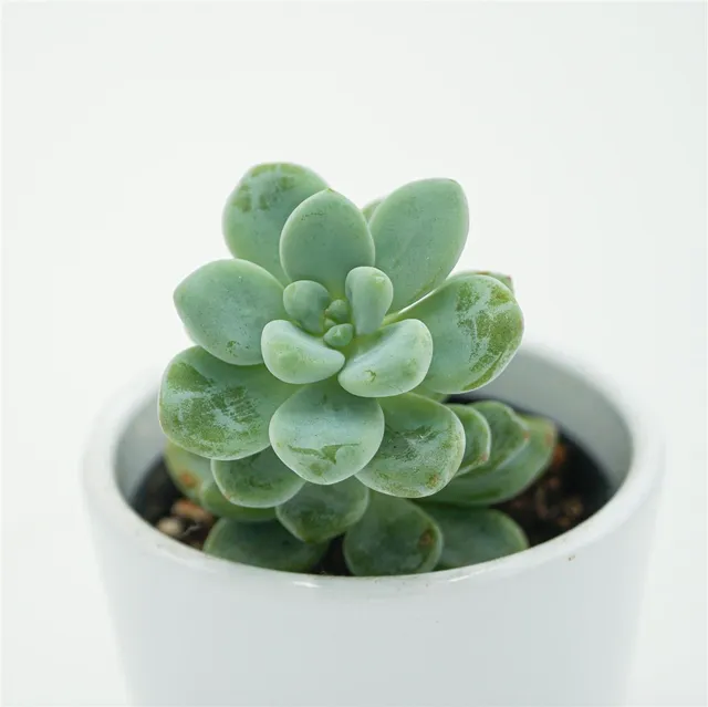 pasiora-sedum-clavatum-sukkulente-5-5-cm-topf image 1
