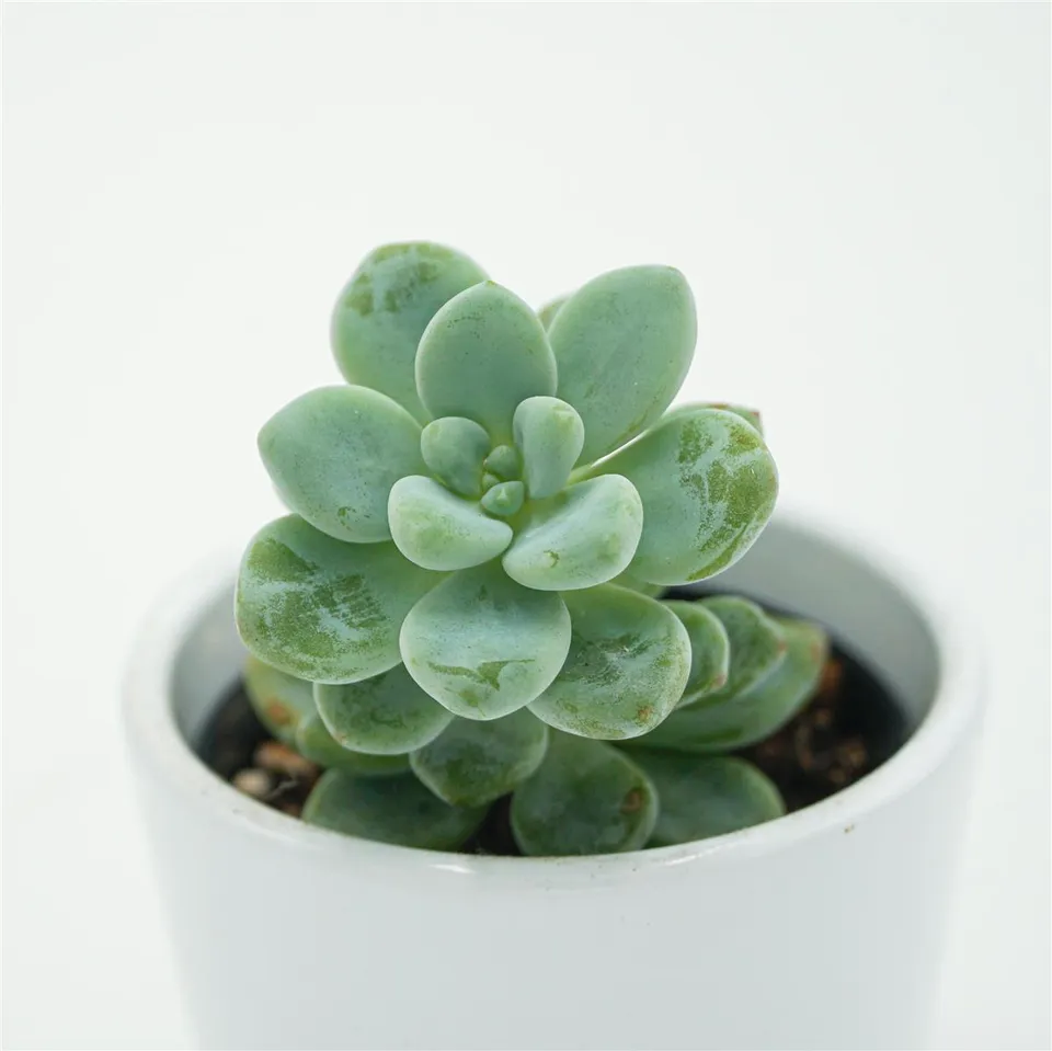 pasiora-sedum-clavatum-sukkulente-5-5-cm-topf image 1