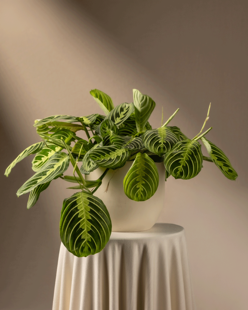 feey-maranta-lemon-lime-rarit-t-prayer-plant image 6