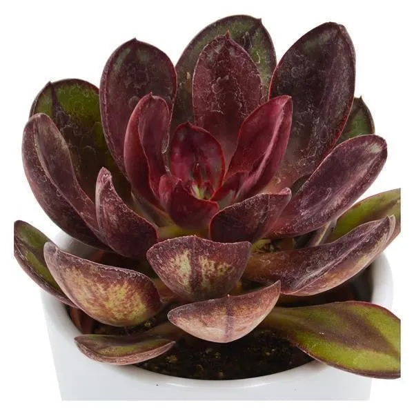 pasiora-echeveria-maruba-benitsukasa-sukkulente-6cm image 1