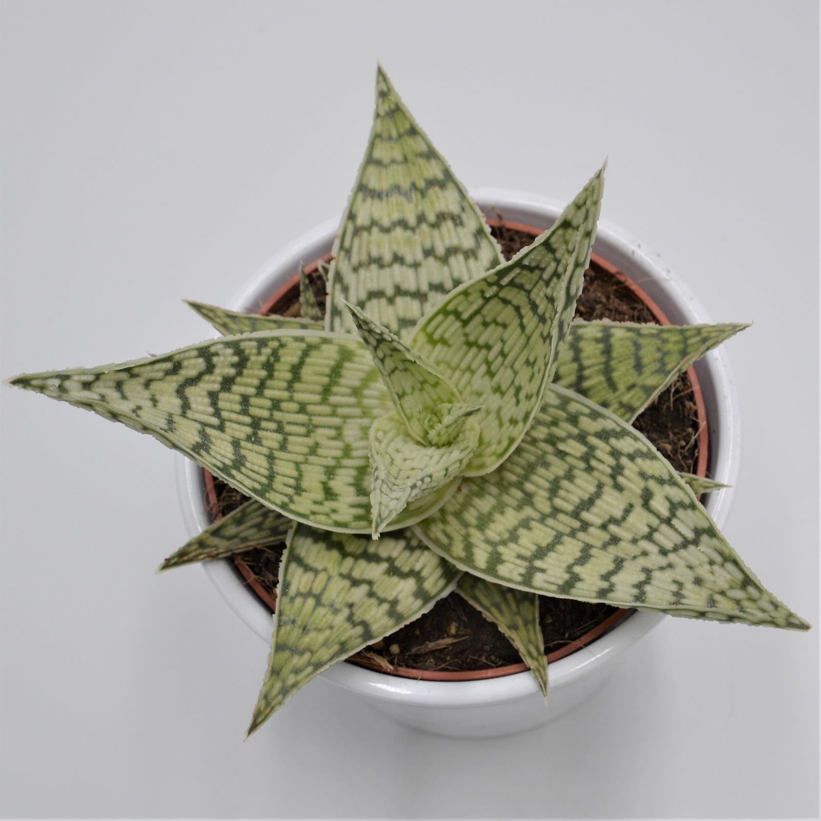 pasiora-aloe-rauhii-demi-12cm-topf image 1