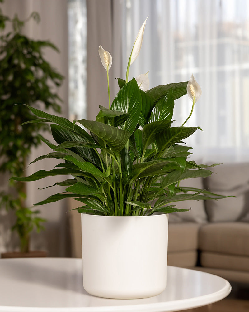 feey-gro-es-einblatt-spathiphyllum-wallisii-friedenslilie image 8