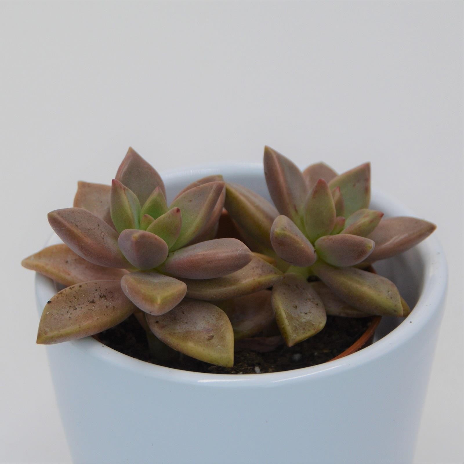 pasiora-sedum-bordeauxhart-sukkulente-5-5cm image 2