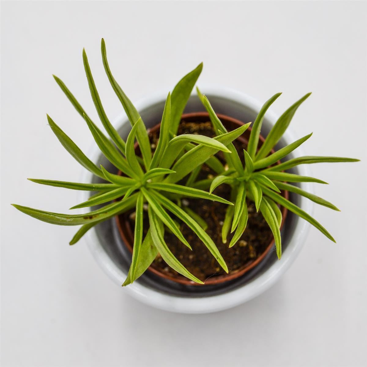 pasiora-peperomia-happy-bean-5-5cm-topf image 2
