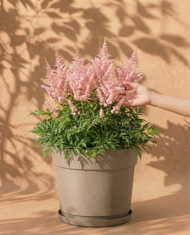 feey-astilbe-rosa-rhizome-prachtspiere-f-r-schatten image 1