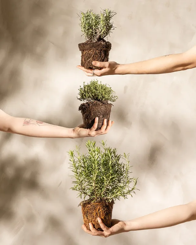 feey-duftendes-kr-uter-trio-thymian-lavendel-rosmarin-im-topf image 1