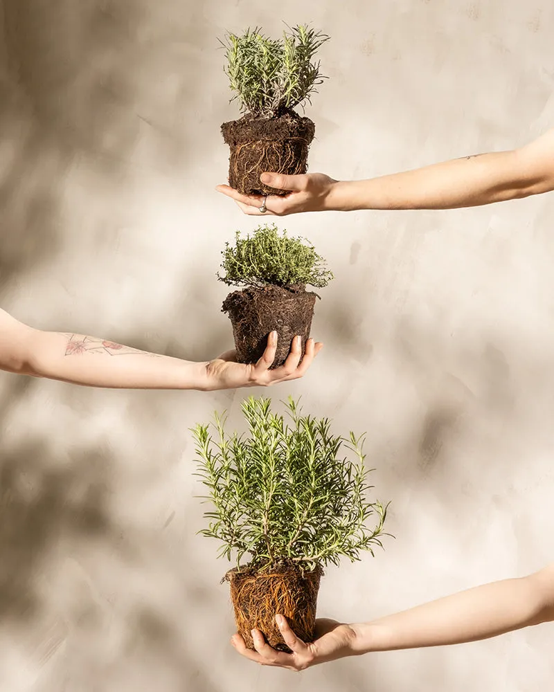 feey-duftendes-kr-uter-trio-thymian-lavendel-rosmarin-im-topf image 1
