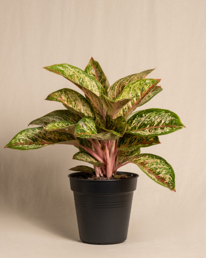feey-aglaonema-painted-celebration-kolbenfaden-zimmerpflanze image 3