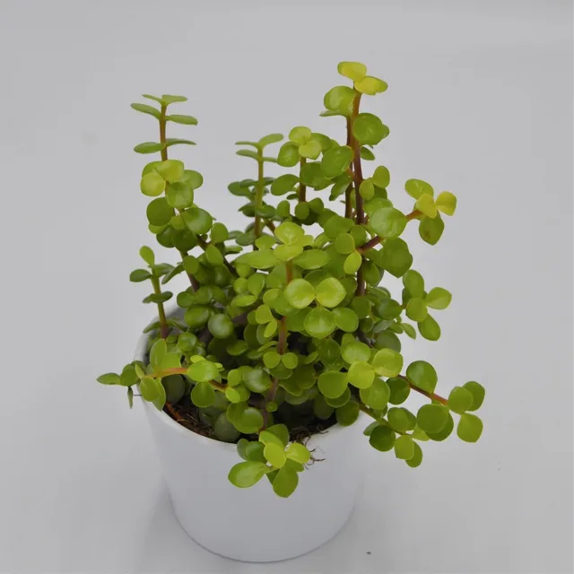 pasiora-portulacaria-afra-lemon-sukkulente-10-5cm-topf image 1