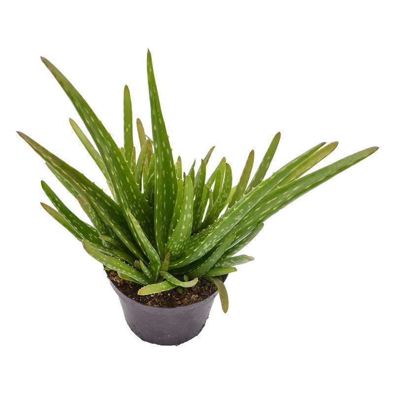 pasiora-aloe-vera-sweet-sukkulente-12cm-topf image 3