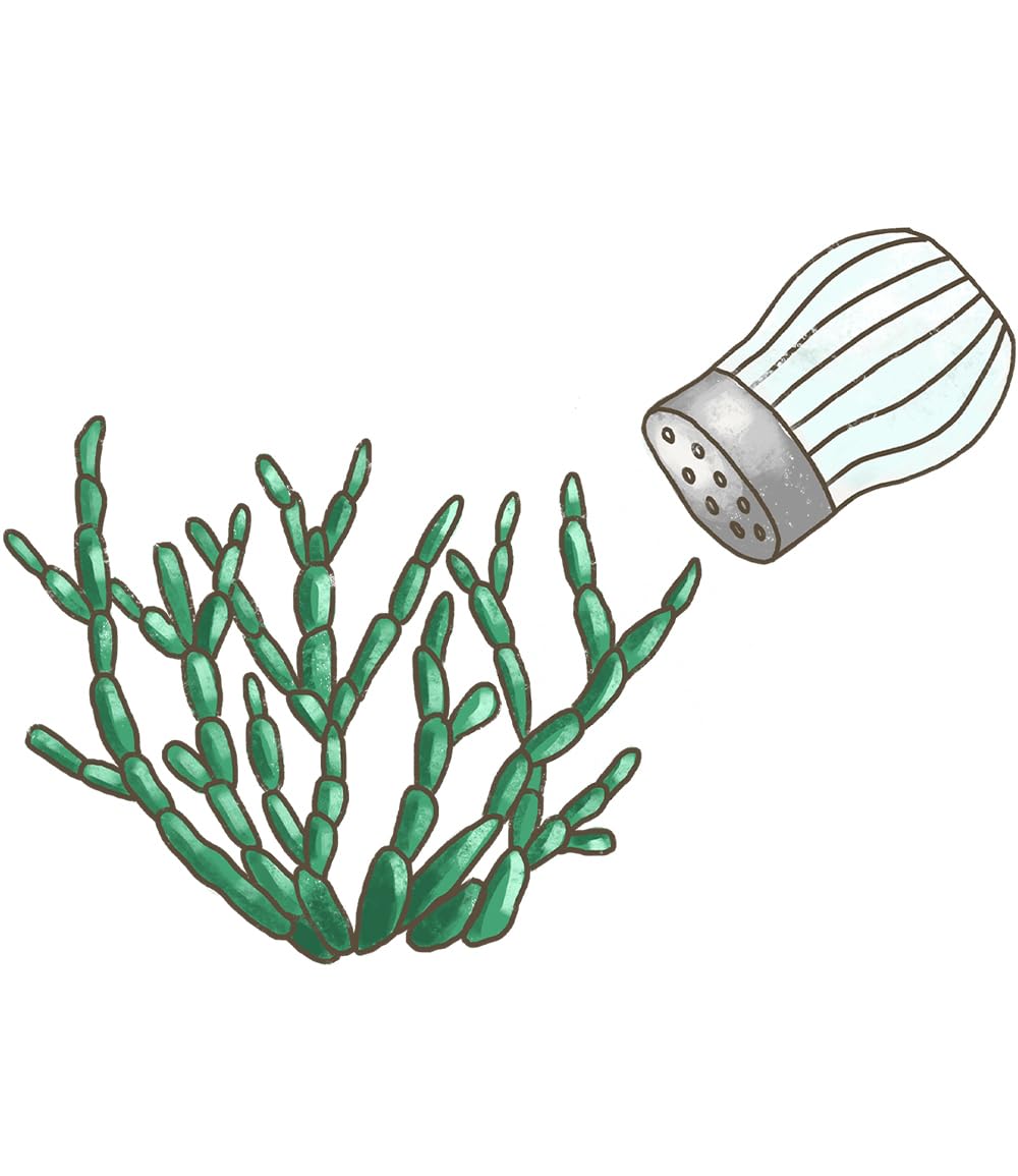 baldur-garten-bio-salzkraut-queller-pflanze-im-12-cm-topf-meeresspargel image 3