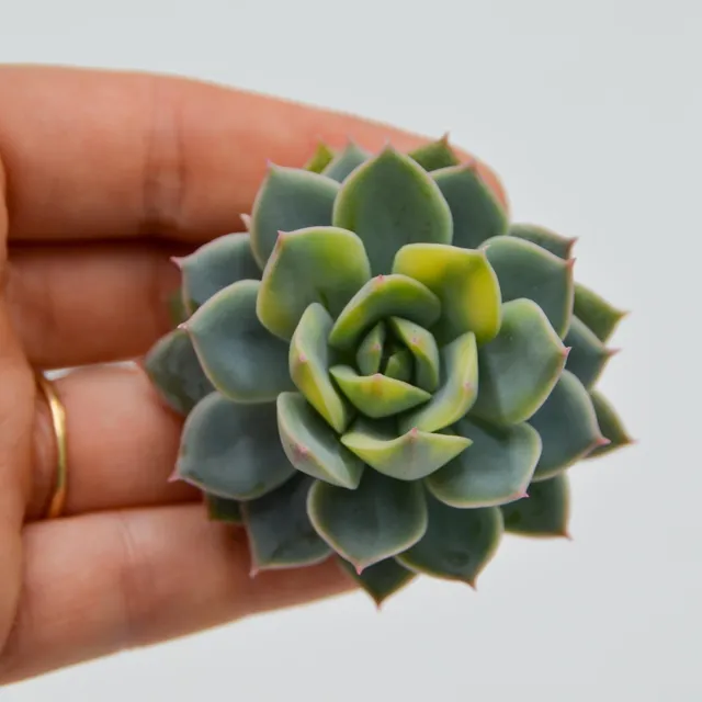 pasiora-echeveria-fun-queen-steckling-sukkulenten-cutting image 1