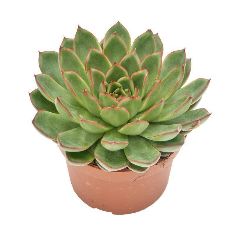 pasiora-echeveria-skat-rosette-10-5cm-topf image 2