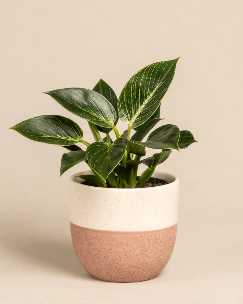 feey-philodendron-birkin-white-measure-zimmerpflanze image 5