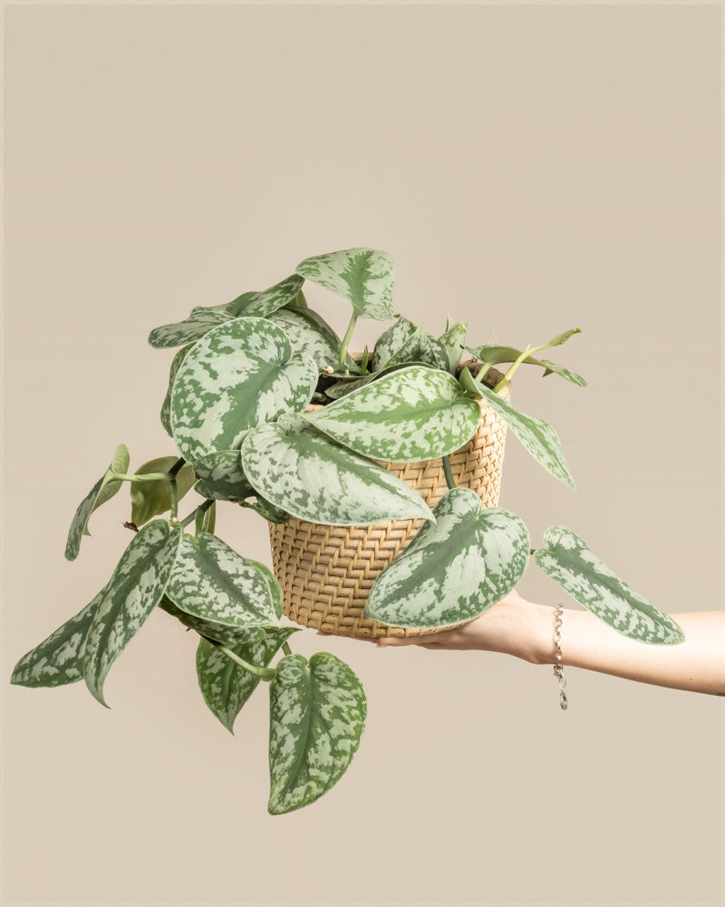 feey-gro-e-silbrige-efeutute-scindapsus-pictus-trebie-h-ngepflanze image 1