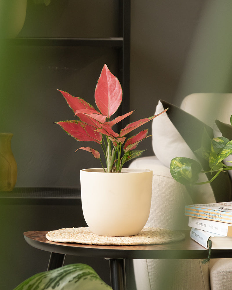 feey-keramik-topfset-direito-4x14-bert-pfe image 6