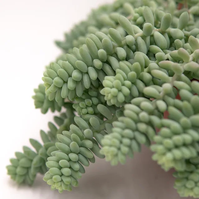 pasiora-sedum-burrito-14cm-ampel image 1
