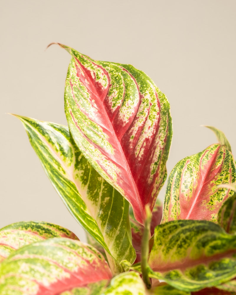 feey-aglaonema-siam-violet-zimmerpflanze image 2