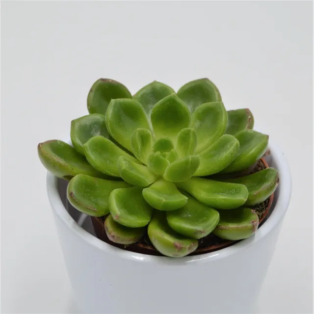pasiora-echeveria-x-cremnophila-chubbs-sukkulente-8-5-cm image 1