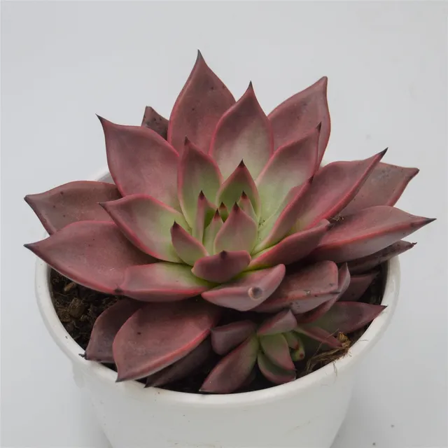 pasiora-echeveria-agavoides-romeo-echeverie-17-cm image 1