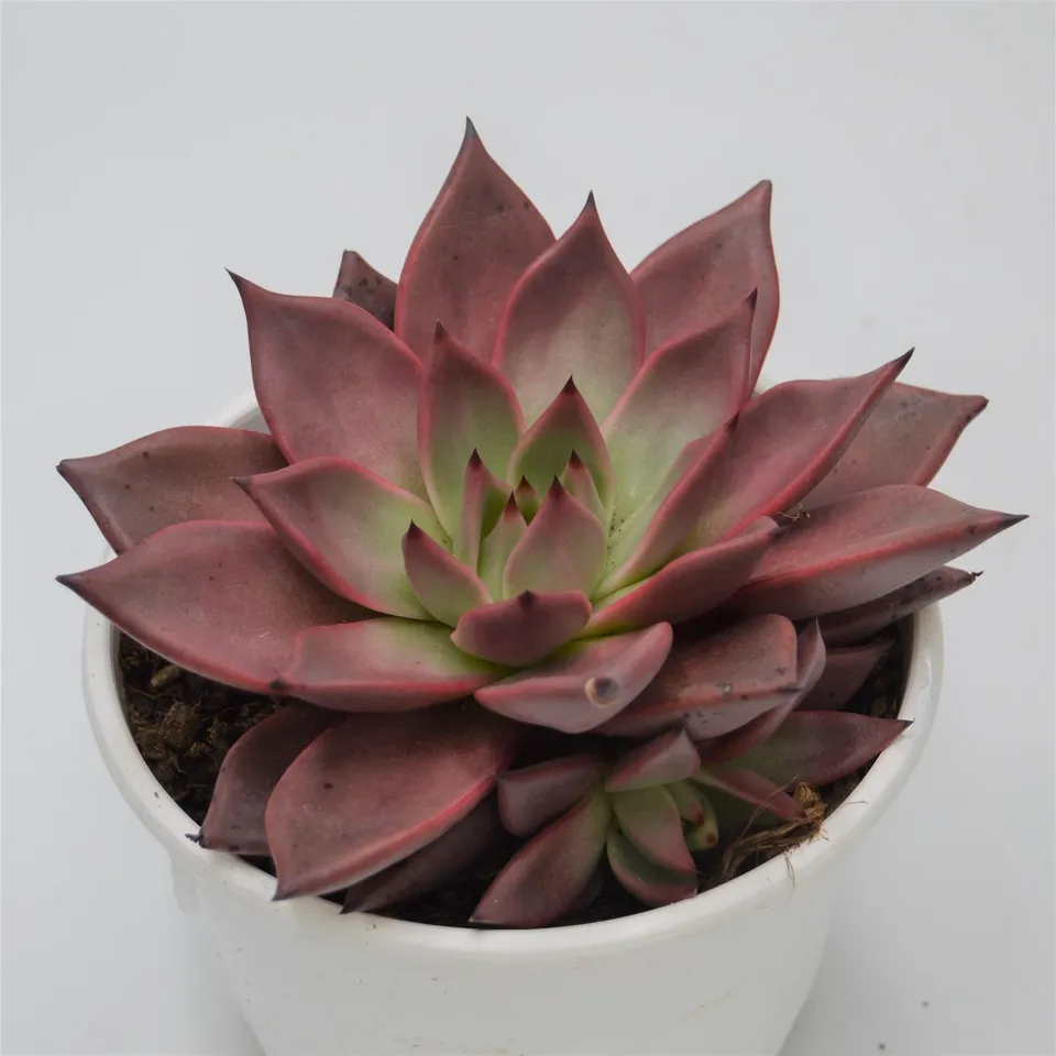 pasiora-echeveria-agavoides-romeo-echeverie-17-cm image 1
