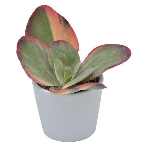 pasiora-kalanchoe-thyrsiflora-rainbow-6cm-sukkulente image 3
