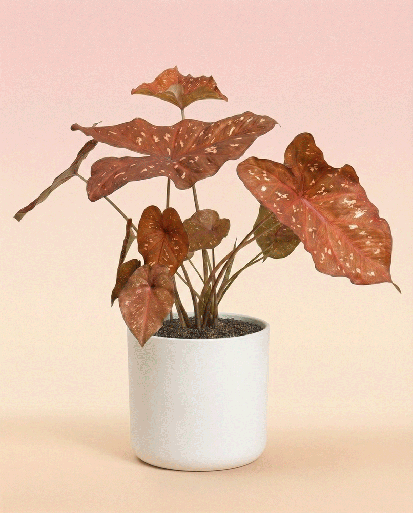 feey-caladium-burning-heart-zimmerpflanze-mit-rot-panaschierten-bl-ttern image 6