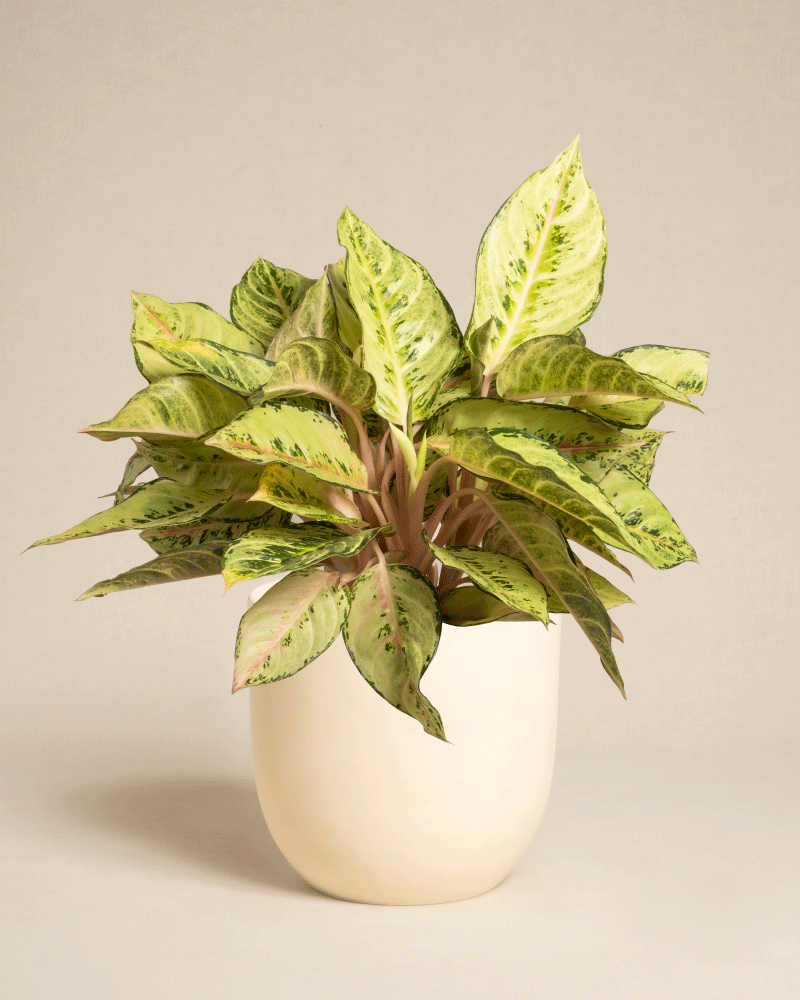 feey-aglaonema-chartreuse-pretty-zimmerpflanze image 8