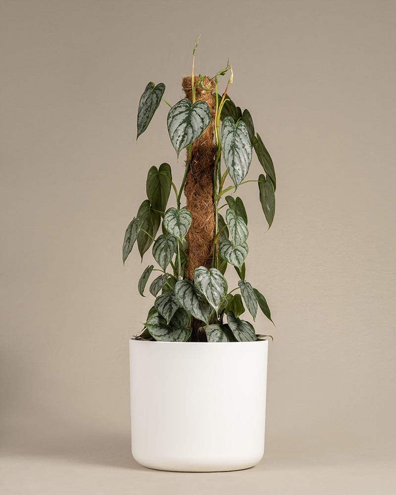 feey-philodendron-brandtianum image 6