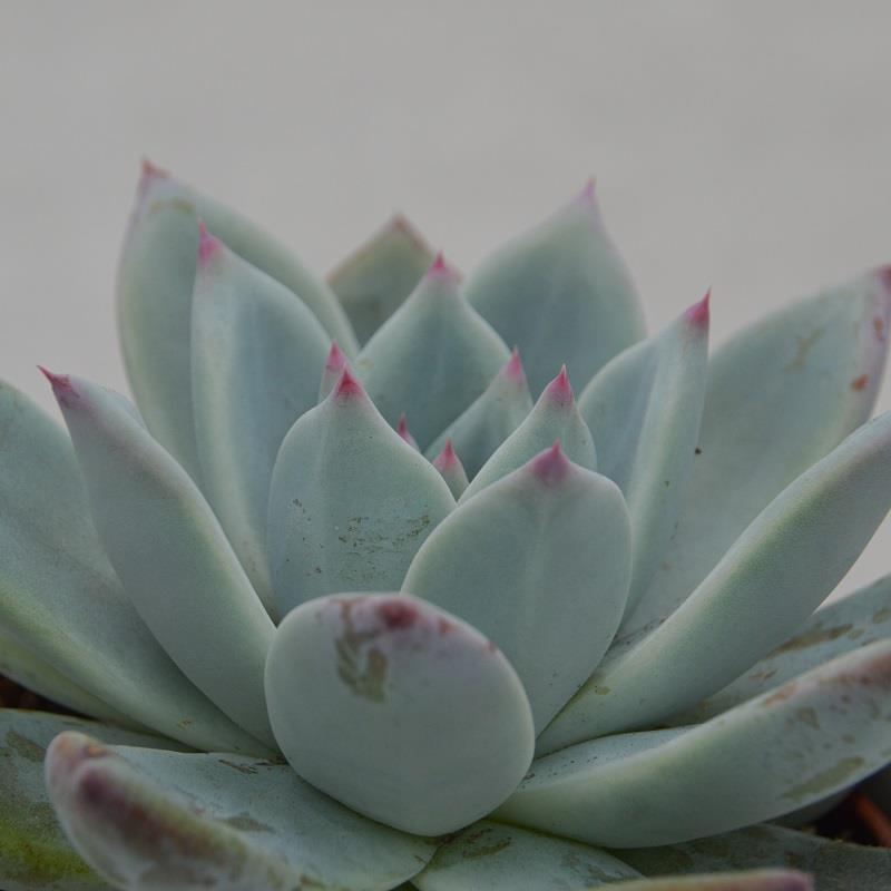 pasiora-echeveria-colorata-f-tapalpa-10-5cm-rosette-gr-n-mint-pink image 1