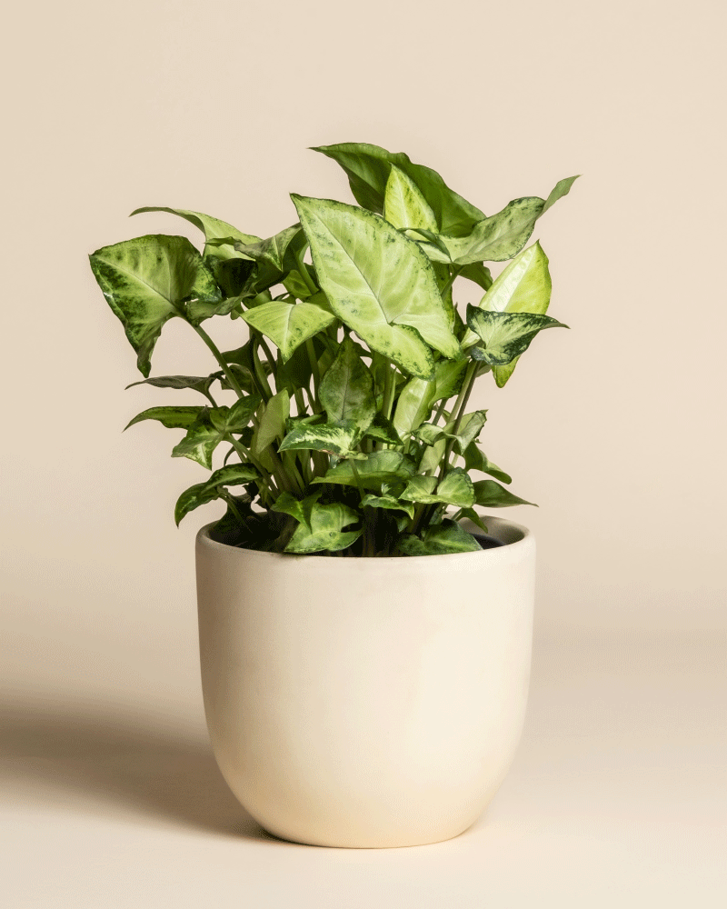 feey-syngonium-pixie-purpurtute-h-ngepflanze image 6