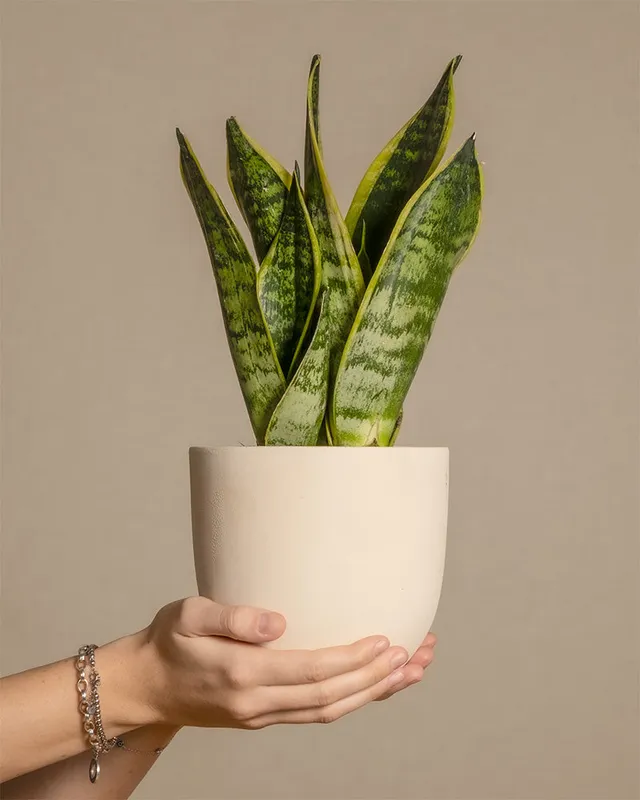 feey-kleine-schwiegermutterzunge-sansevieria-trifasciata-laurentii image 1