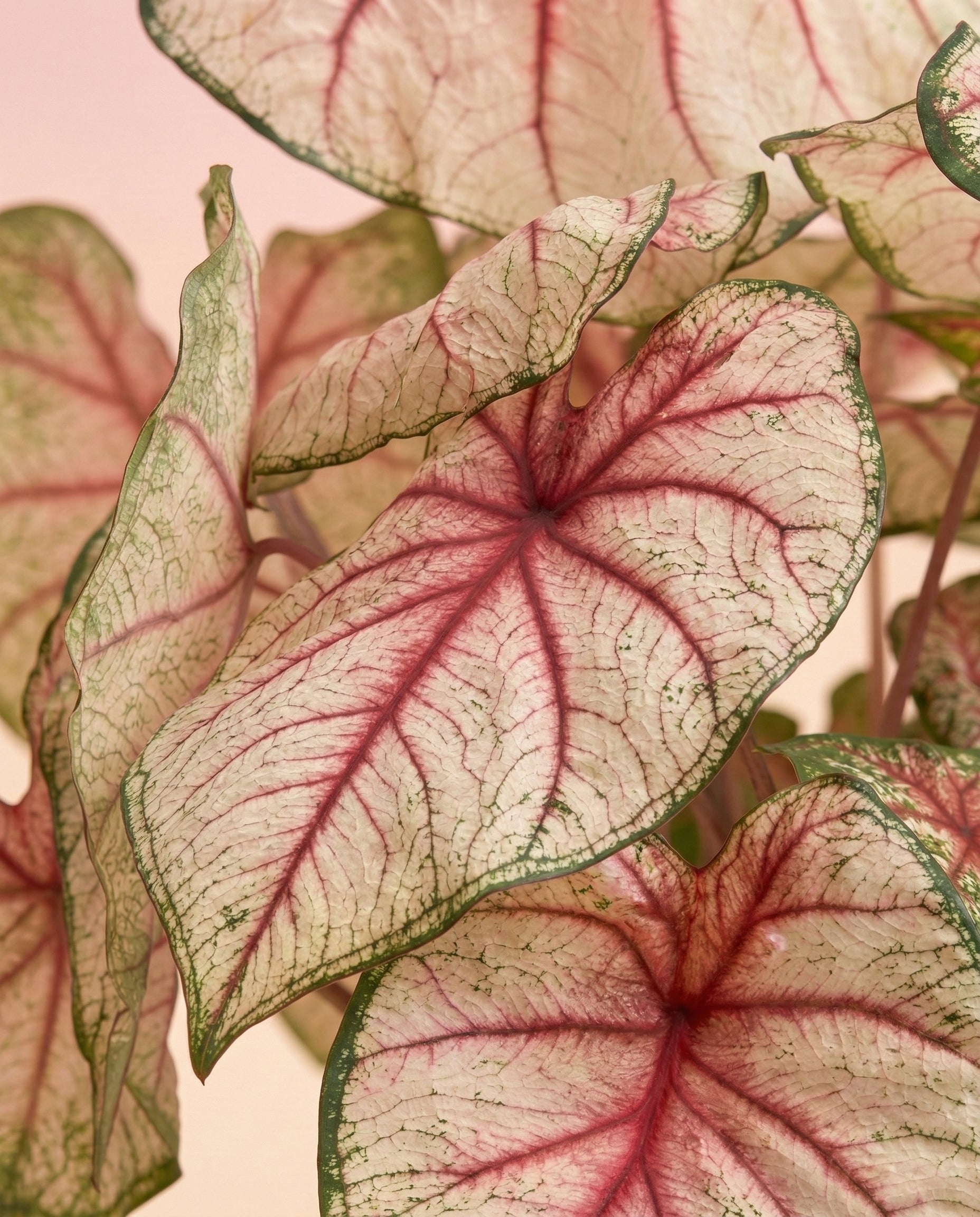 feey-caladium-rhapsody-buntblatt-zimmerpflanze image 2