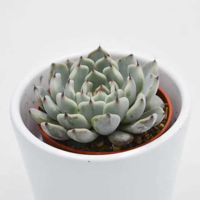 pasiora-echeveria-cuspidata-var-gemmula-sukkulente-5-5-cm image 1