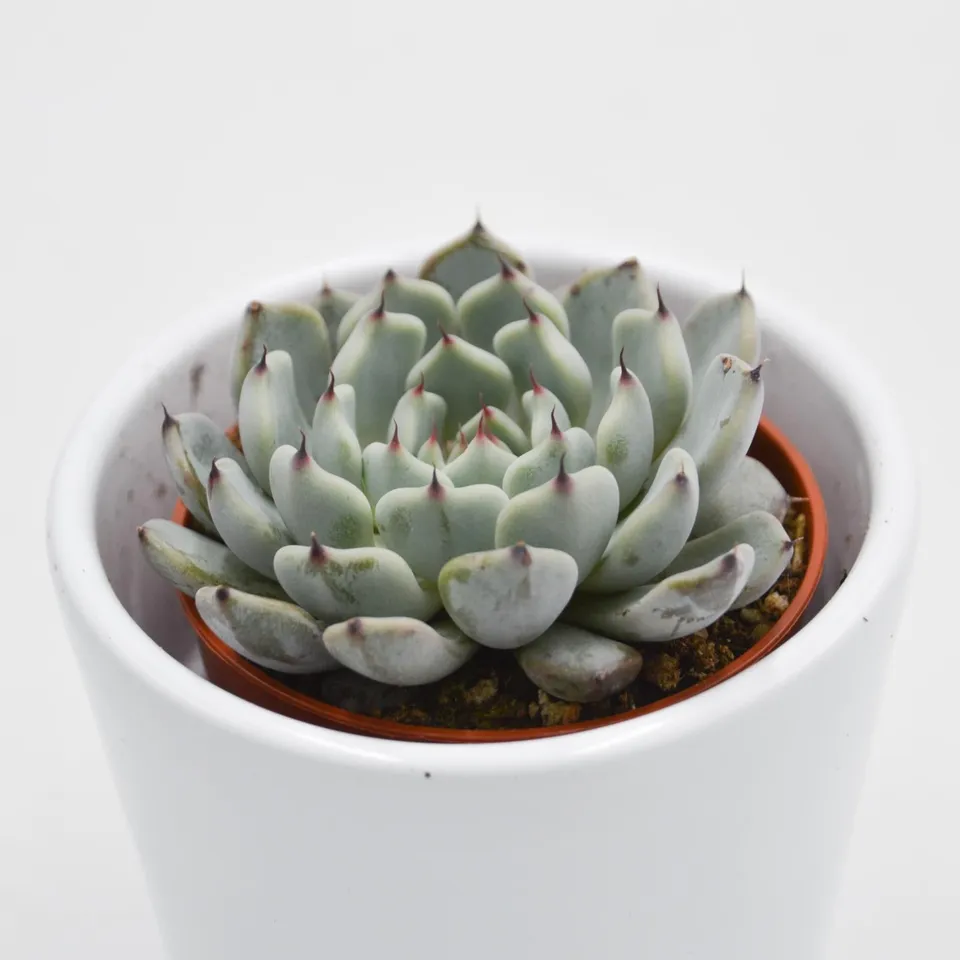 pasiora-echeveria-cuspidata-var-gemmula-sukkulente-5-5-cm image 1