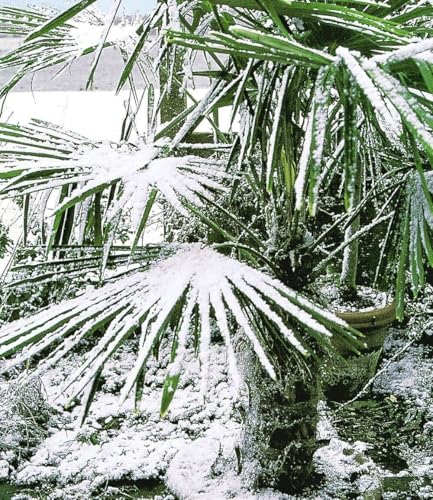 baldur-garten-winterharte-k-bel-palme-im-13-cm-topf image 5