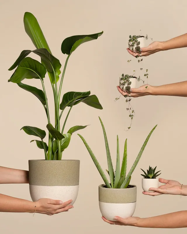 feey-pflanzen-set-f-r-viel-licht-5-zimmerpflanzen-mit-strelitzie-und-aloe image 1