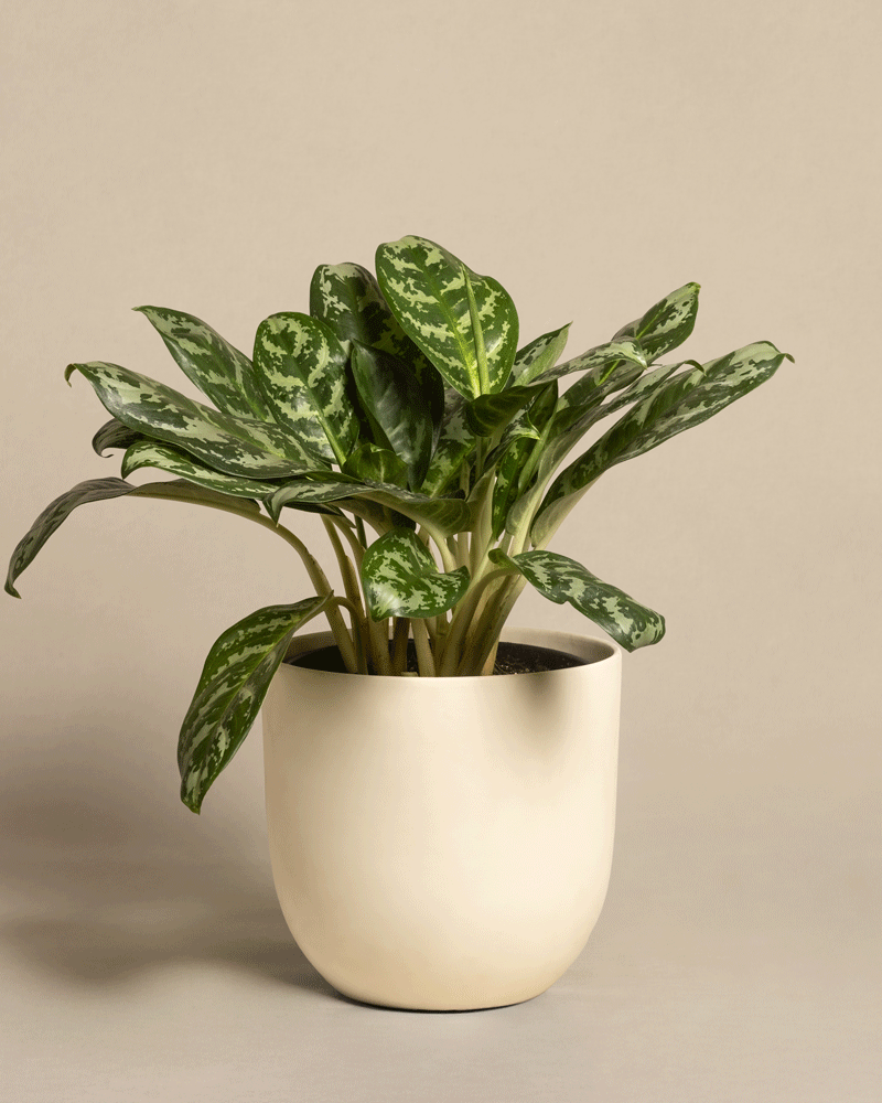 feey-aglaonema-amazon-silver-kolbenfaden-gro image 6