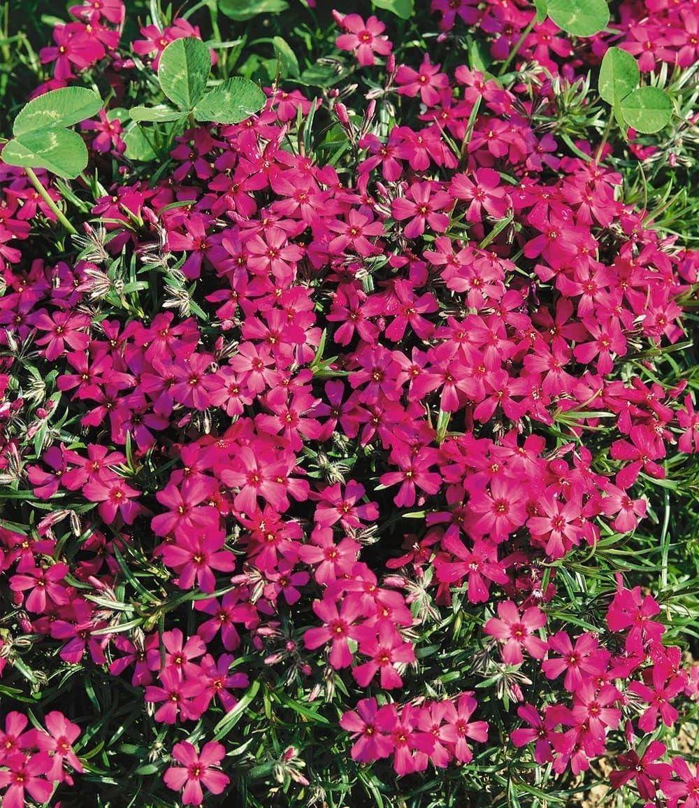 baldur-garten-8er-bodendecker-phlox-mix-flowers-of-the-sea-9x9-cm-topf image 4
