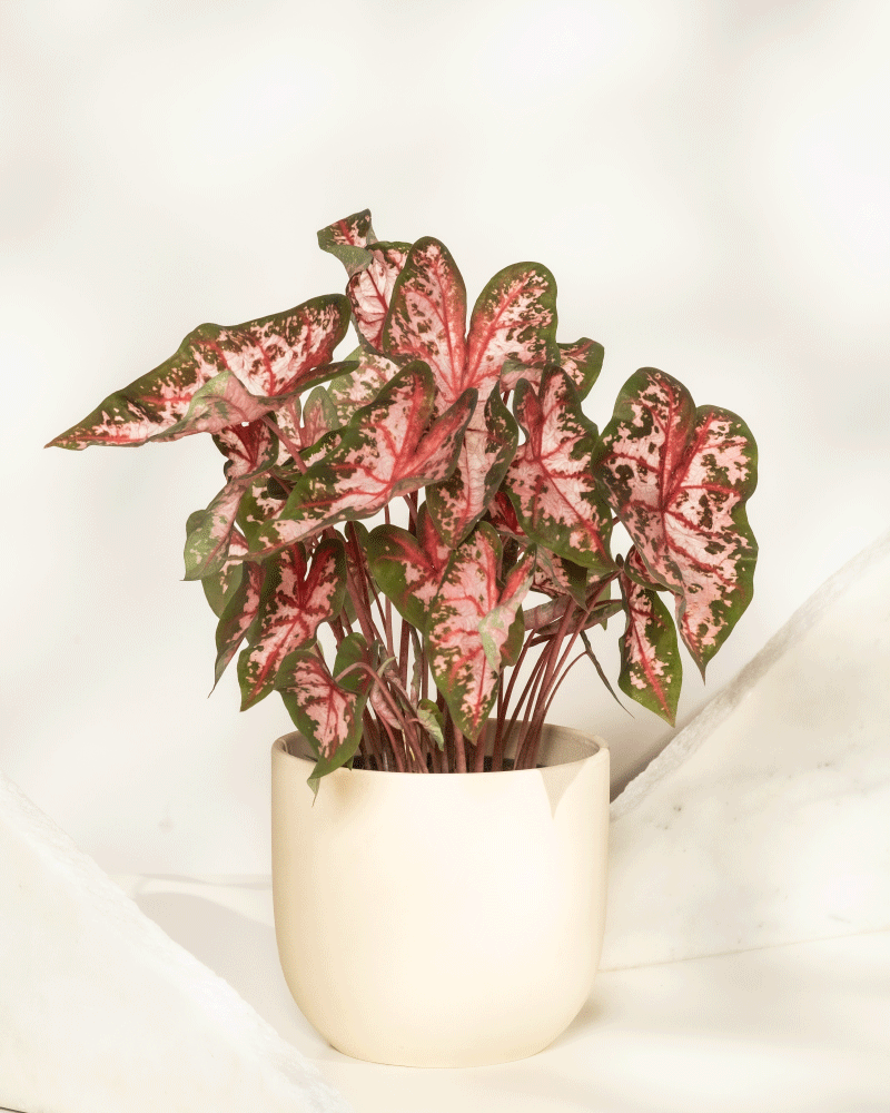feey-caladium-roze-buntblatt-kaladie-mit-rosa-bl-ttern image 8