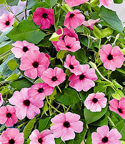 baldur-garten-thunbergia-pink-surprise-rosa-schwarz-ugige-susanne-2-pflanzen image 6