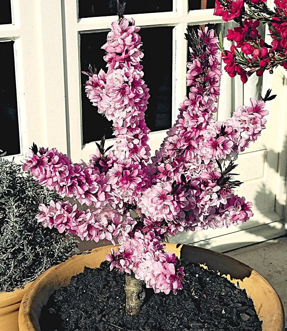 baldur-garten-zwerg-pfirsich-bonanza-obstbaum-im-3-liter-topf image 2