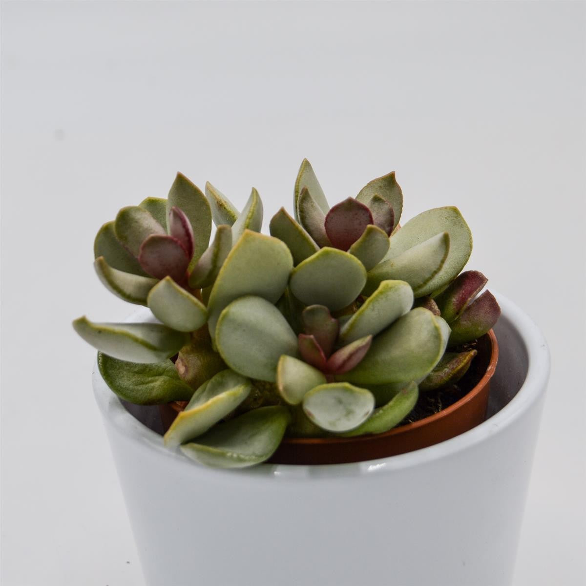 pasiora-adromischus-pink-blush-knitterblatt-8-5cm image 2