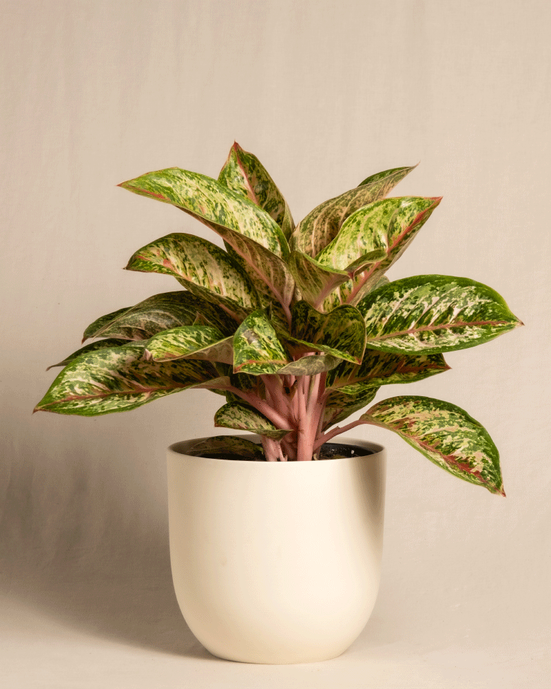 feey-aglaonema-painted-celebration-kolbenfaden-zimmerpflanze image 6