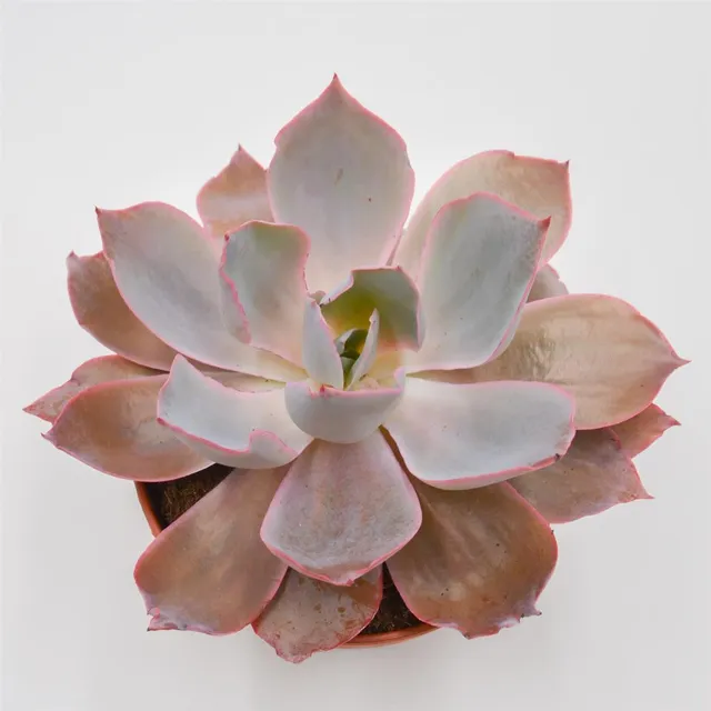 pasiora-echeveria-afterglow-sukkulente-15-cm-xxl-rosette image 1