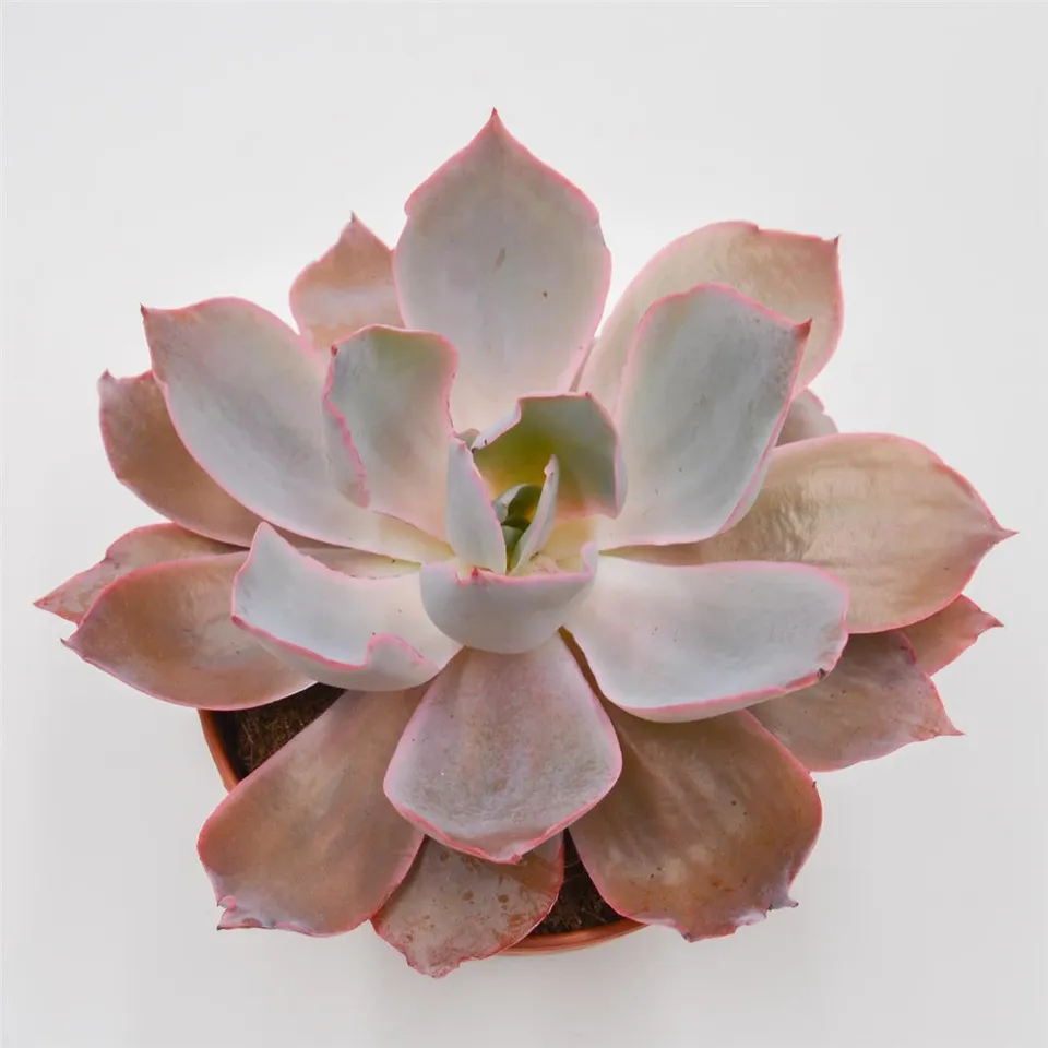 pasiora-echeveria-afterglow-sukkulente-15-cm-xxl-rosette image 1