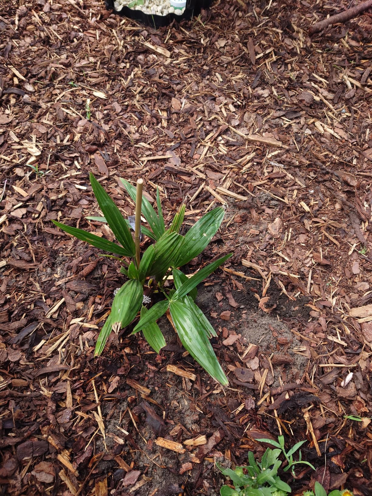 Kleine Palme, große Freude